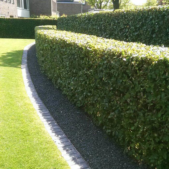 Groene strakke tuin Haarlem
